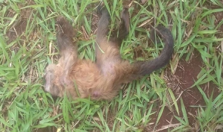 Macaco é encontrado morto em fazenda em Maracaju e deixa moradores assustados
