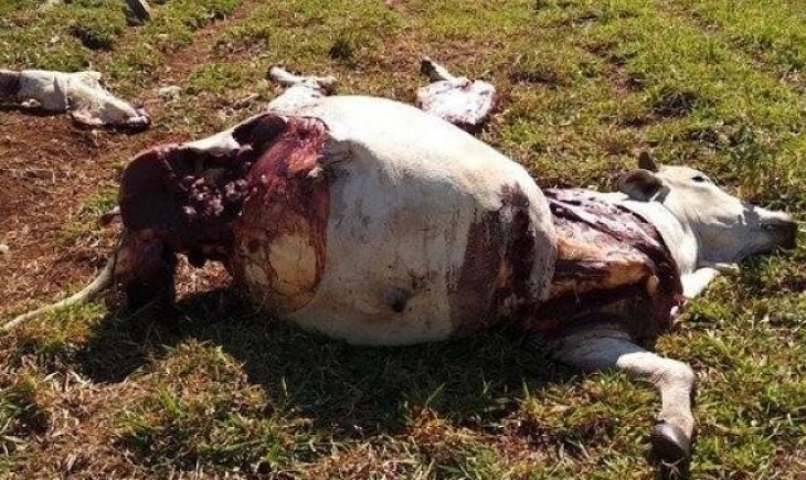 Antônio João: Ladrões mutilam gado em fazendas para roubar apenas "carnes de primeira"
