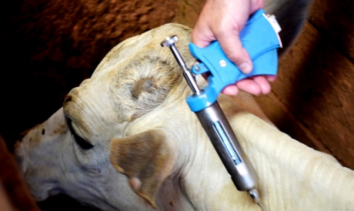 Para vacinar 21 milhões de animais, MS inicia campanha contra a aftosa no dia 1° de maio
