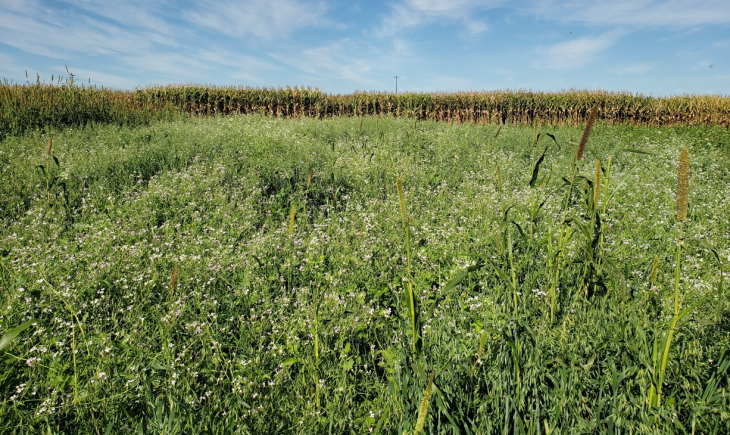 Conheça as culturas de cobertura que aumentam a produtividade da soja e reduzem espécies de nematoides