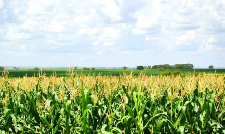 Mato Grosso do Sul deve colher 8,2 milhões de toneladas de milho em 2020