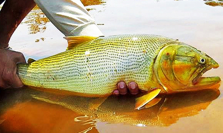 Reinaldo Azambuja sanciona lei que proíbe a pesca do dourado por cinco anos