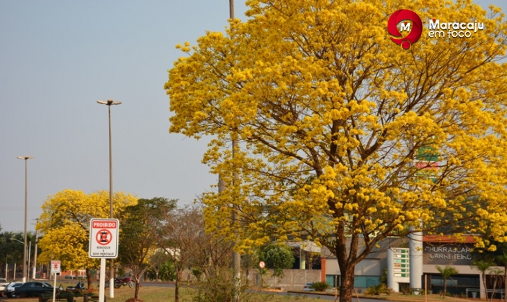 Árvore símbolo do Mato Grosso do Sul, Ipê-Amarelo encanta visitantes e moradores que atravessam entrada de Maracaju.