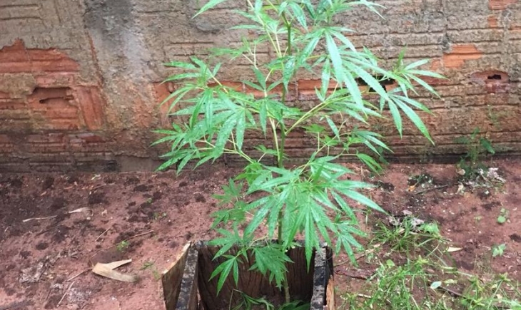 Nova Andradina: Adolescente é apreendido por cultivar maconha em casa