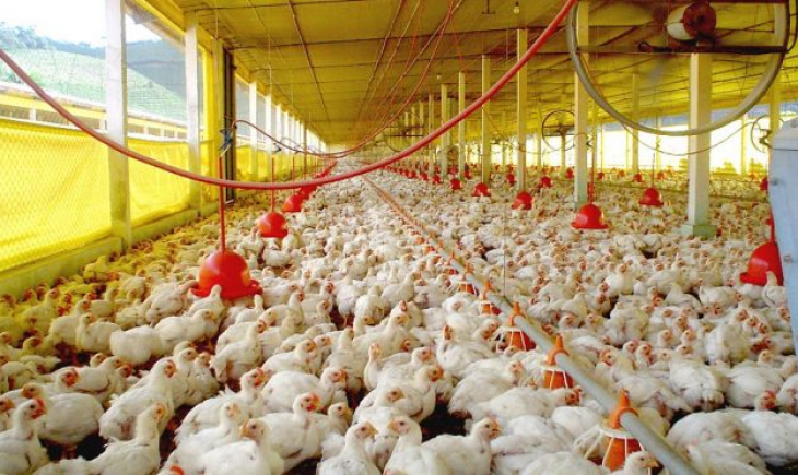 Exportações de carne de aves em MS disparam com rígido protocolo de biossegurança