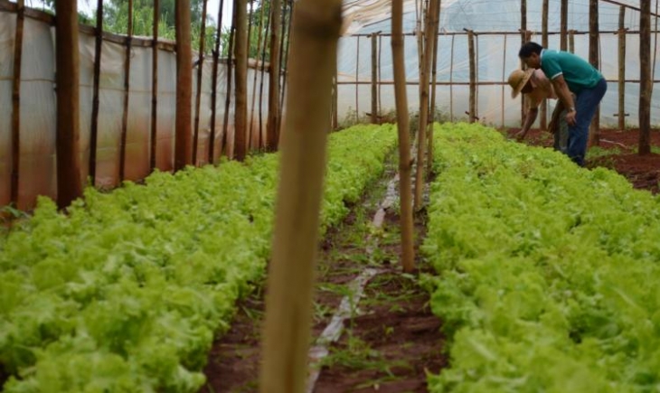 Com o cultivo protegido, aumento da produtividade na horticultura chega a 20%