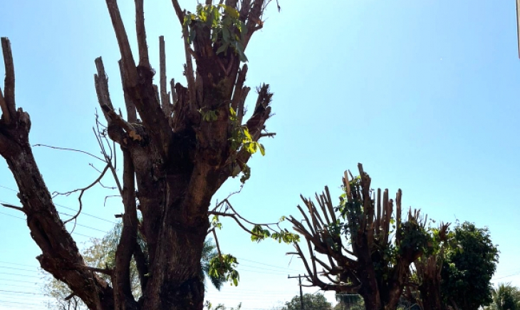 Prefeitura de Maracaju orienta moradores quanto a poda e remoção de árvores de calçadas