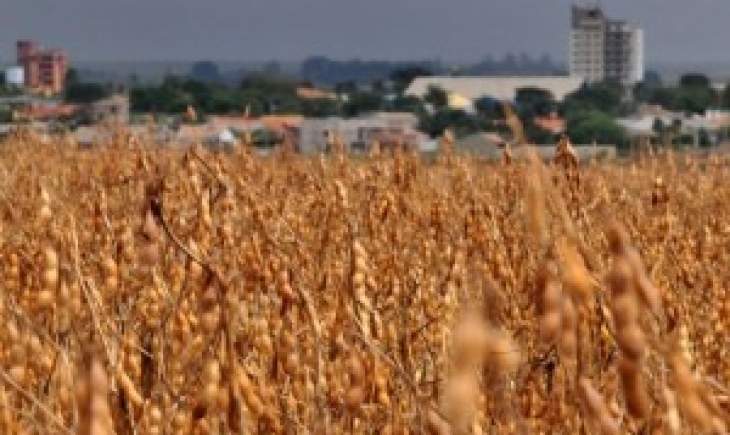 Em alta recorde, soja deve atingir  faturamento de R$ 11 bilhões no Estado