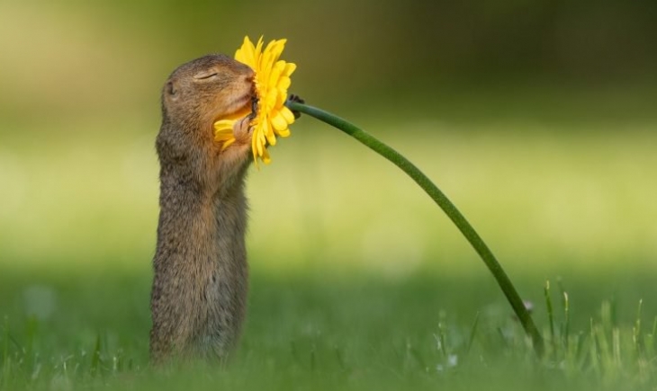Fotógrafo captura momento exato em que esquilo cheira uma flor amarela