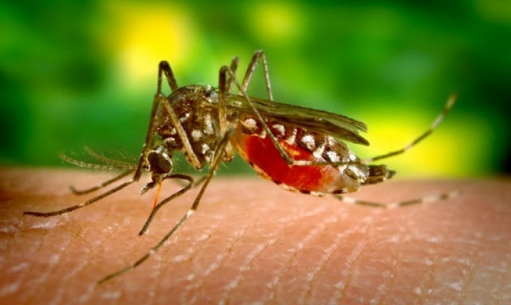 Fiocruz desenvolve teste para Zika mais barato e rápido