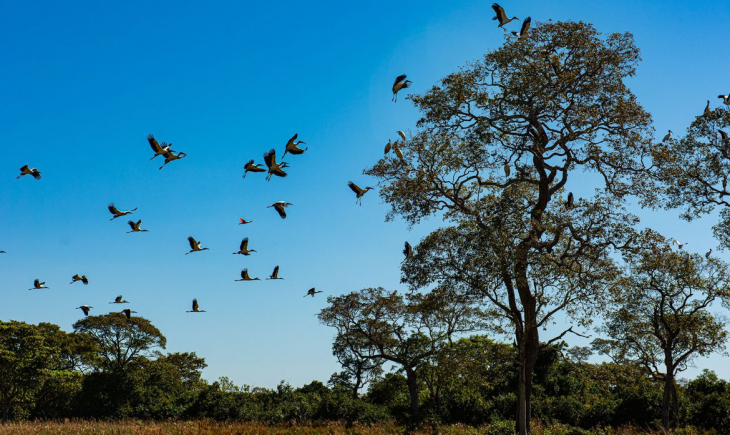 Seca histórica no Pantanal provoca maior vazante em 121 anos