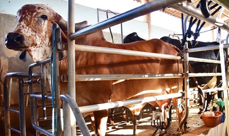 Preço do leite pago ao produtor tem aumento de 18% em dezembro