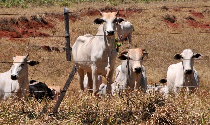Mercado pecuário sul-mato-grossense  vive sob incertezas e especulação