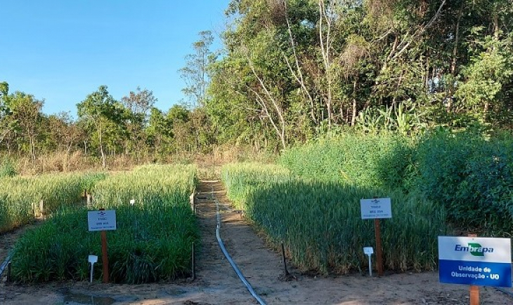 Resultados de pesquisa indicam que é possível produzir trigo de qualidade no cerrado de Roraima
