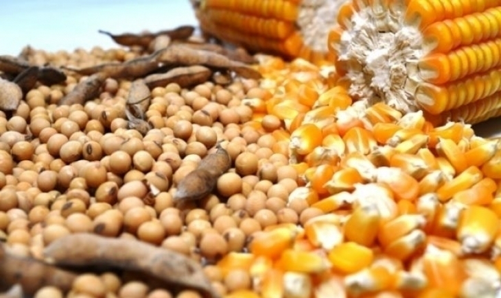Confira a cotação do Soja e Milho para Maracaju e as principais cidades do Mato Grosso do Sul.