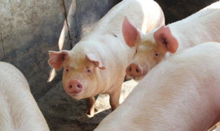 Peste suína no Nordeste deixa produtores de MS em alerta