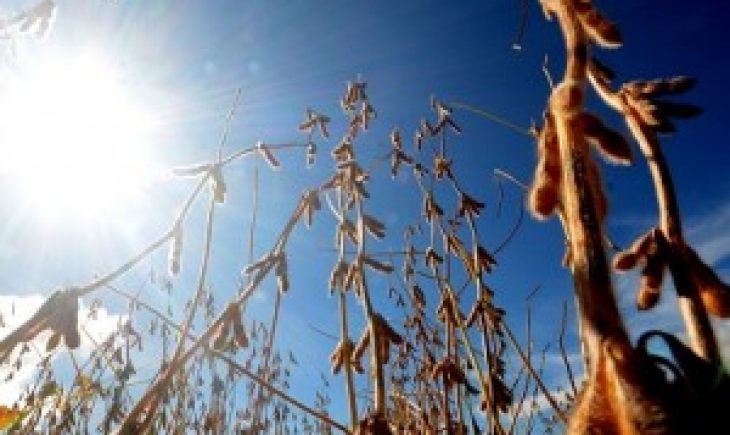 Colheita da soja em área plantada  em Mato Grosso do Sul chega a 60%