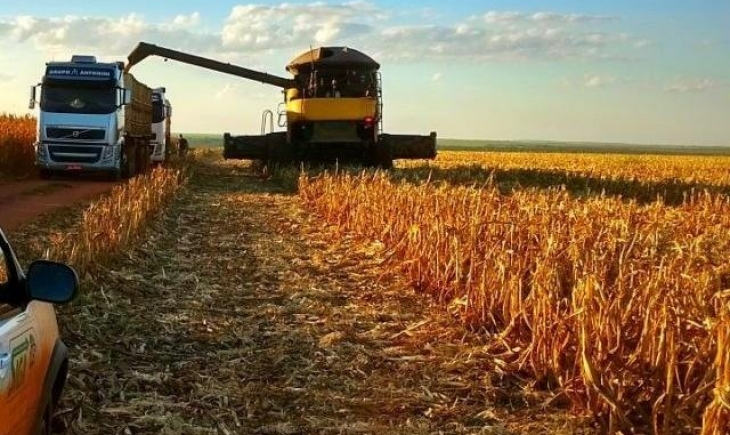 Colheita do milho avança em Mato Grosso do Sul e chega a 53,3%