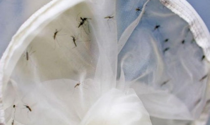 Mosquito já causou 5,7 mil casos de dengue, chikungunya e zika vírus