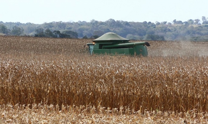 Safra recorde de milho pode ser ainda maior em MS: 11 milhões de toneladas