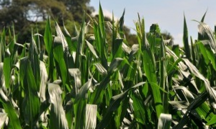 Milho pode ter perdas de 200 mil toneladas com seca em Mato Grosso do Sul