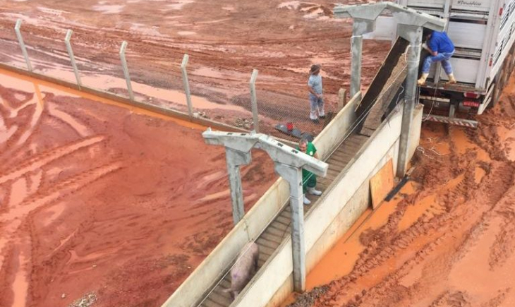 Granja em Rio Verde recebe primeiras 600 matrizes suínas e consolida projeto de expansão do setor em MS
