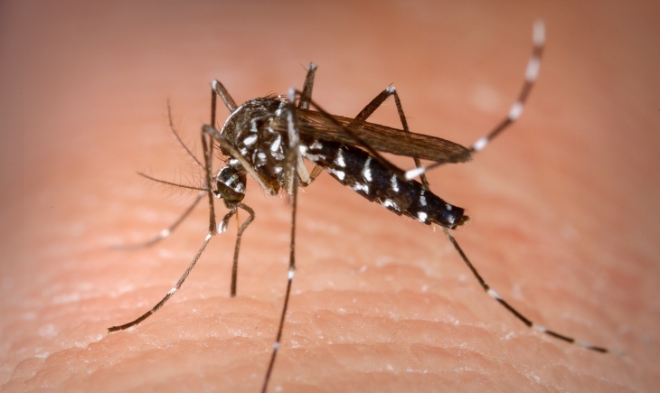 Casos de dengue são menores em 2018, mas zika e chikungunya continuam em alta