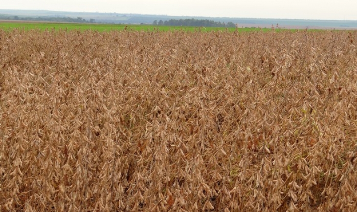 Cultivo de soja convencional tende a crescer na próxima safra no Mato Grosso do Sul