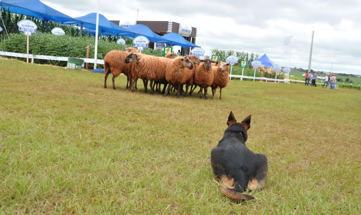 Showtec 2018: Projeto utiliza habilidade de cães para pastoreio de rebanhos