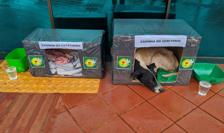 Bom exemplo: Amenizando e protegendo do frio e da chuva, colaboradoras da PAX Maracaju criam casinhas e “batizam” cachorros em situação de rua.