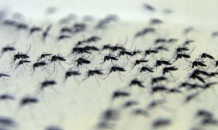 Bactérias do intestino do Aedes aegypti podem ajudar a combater a dengue
