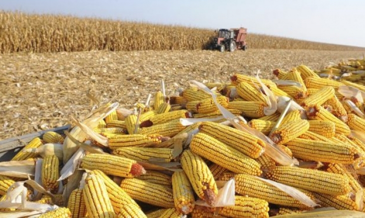Produção de milho em MS pode chegar a mais de 10 milhões de toneladas