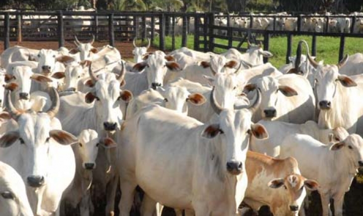 Polícia recupera 497 das 640 cabeças de gado furtadas de fazenda em Maracaju.