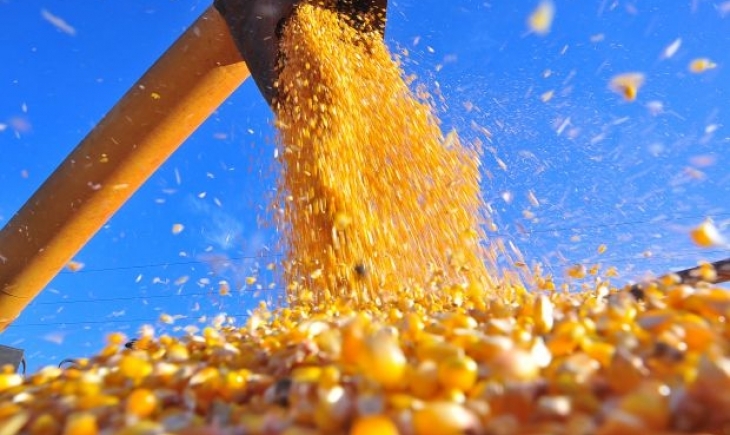 Mato Grosso do Sul colhe 9,8 mi de toneladas de milho 2ª safra, Maracaju lidera no estado com 1,4 milhão de toneladas.