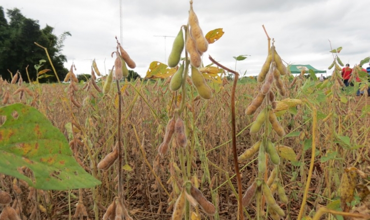Pesquisas mostram como manter potencial produtivo da soja em condições de estresse hídrico