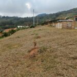 SAN ROQUE - ANTIOQUIA - LTVE01026