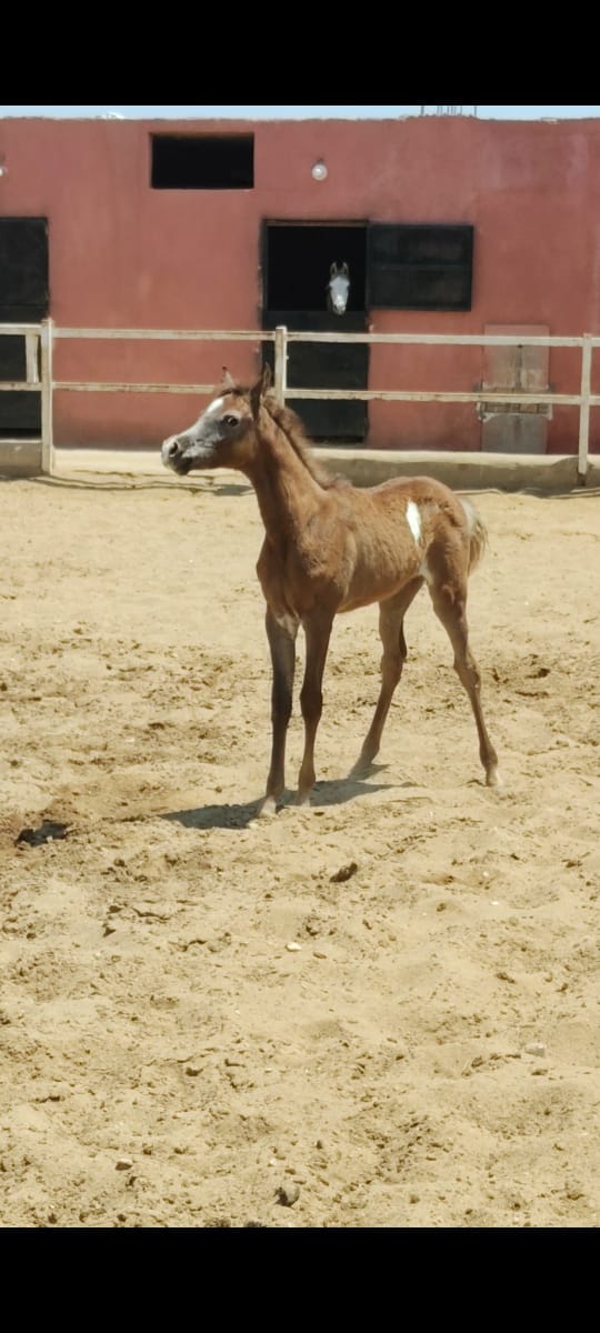 جومانه عمر 