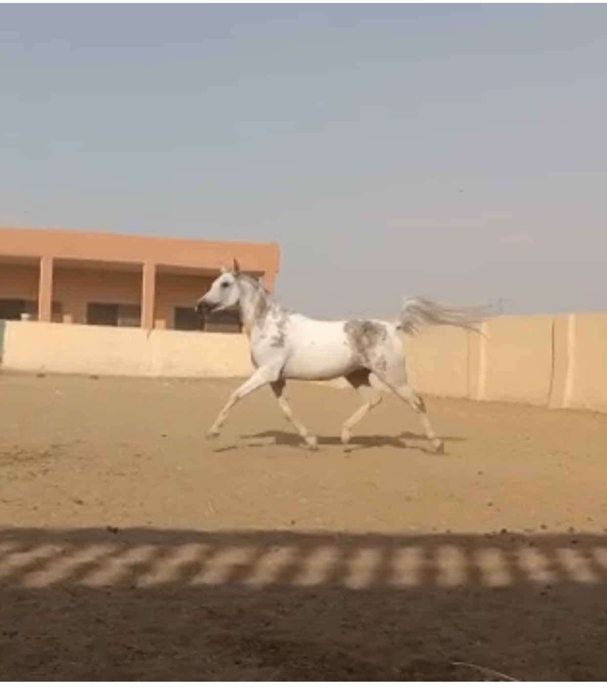 حنين ليلان البستانى
