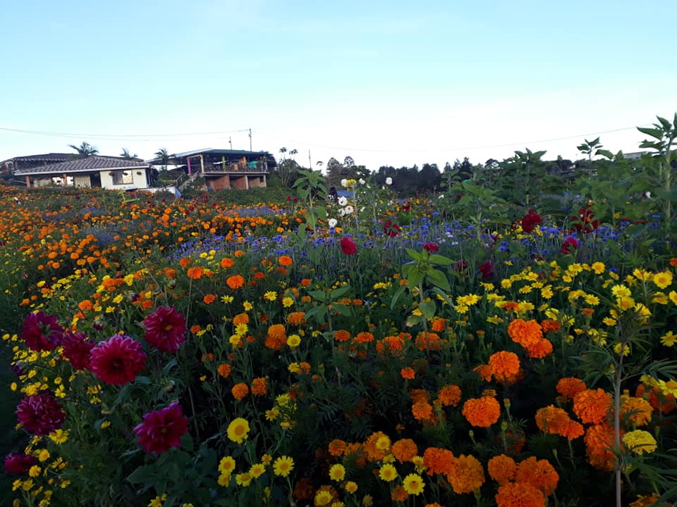 Feria de las Flores Medellin 5 Días - 5