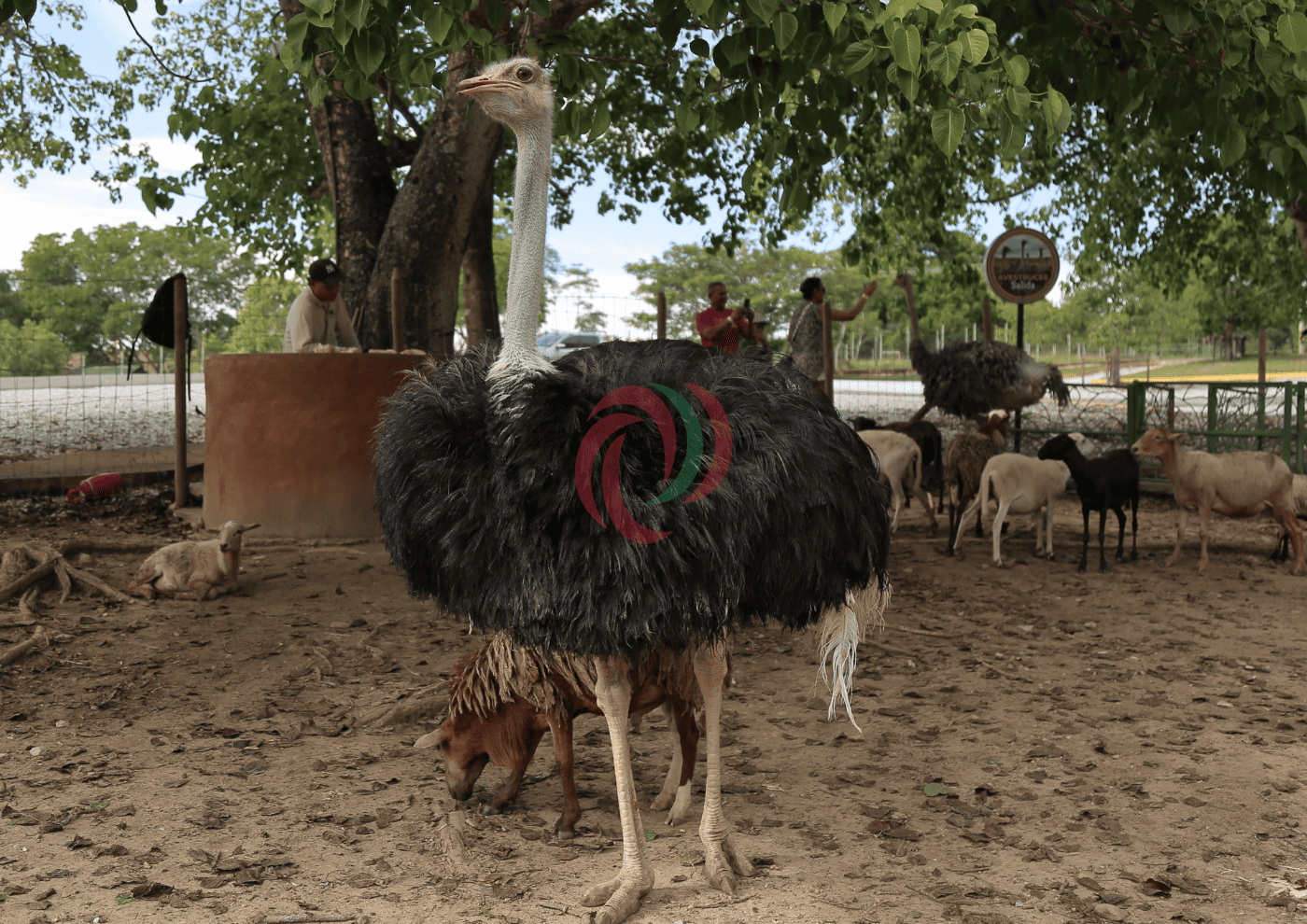 ¡Vive una Aventura Salvaje en el Parque Temático Hacienda Nápoles! - 5