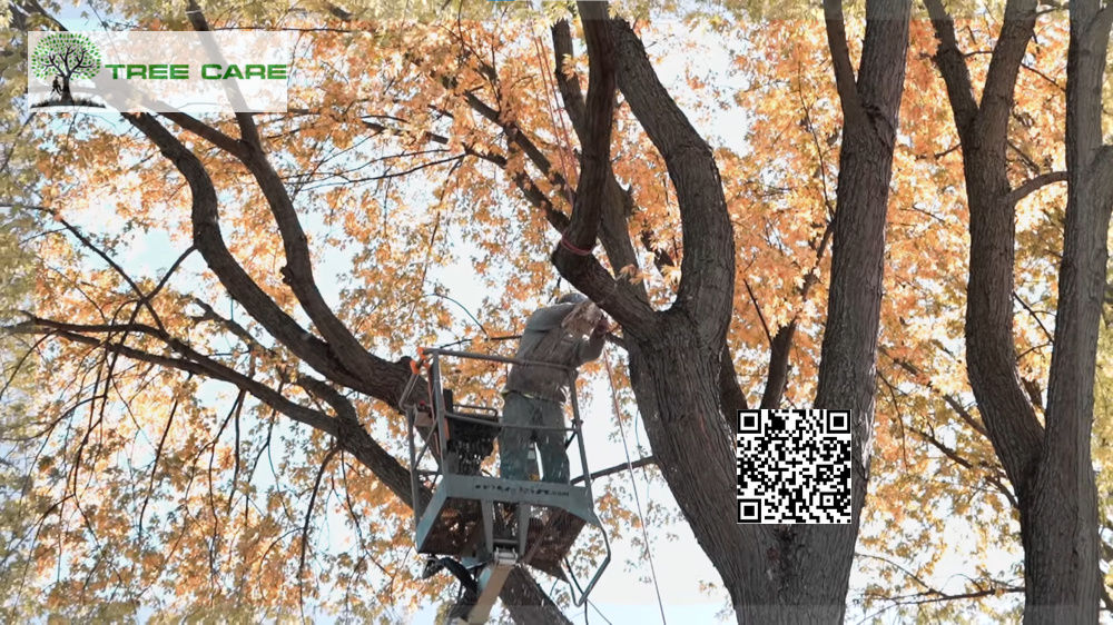 Arborist Near Me