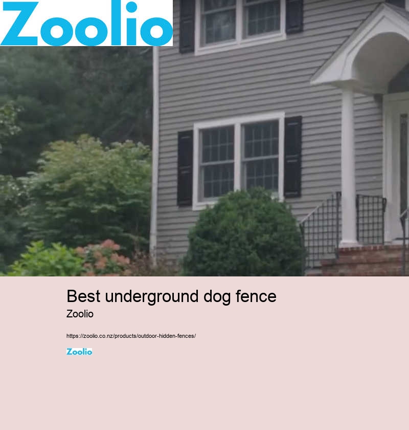 best underground dog fence