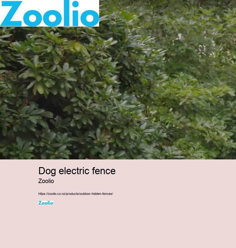 electric dog fence