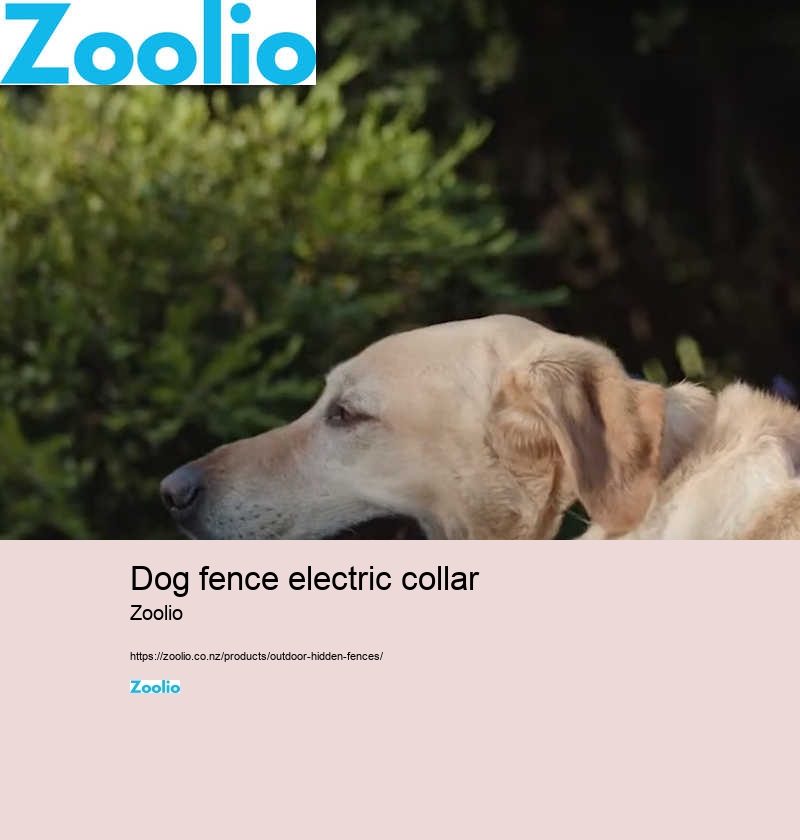 dog fence electric collar