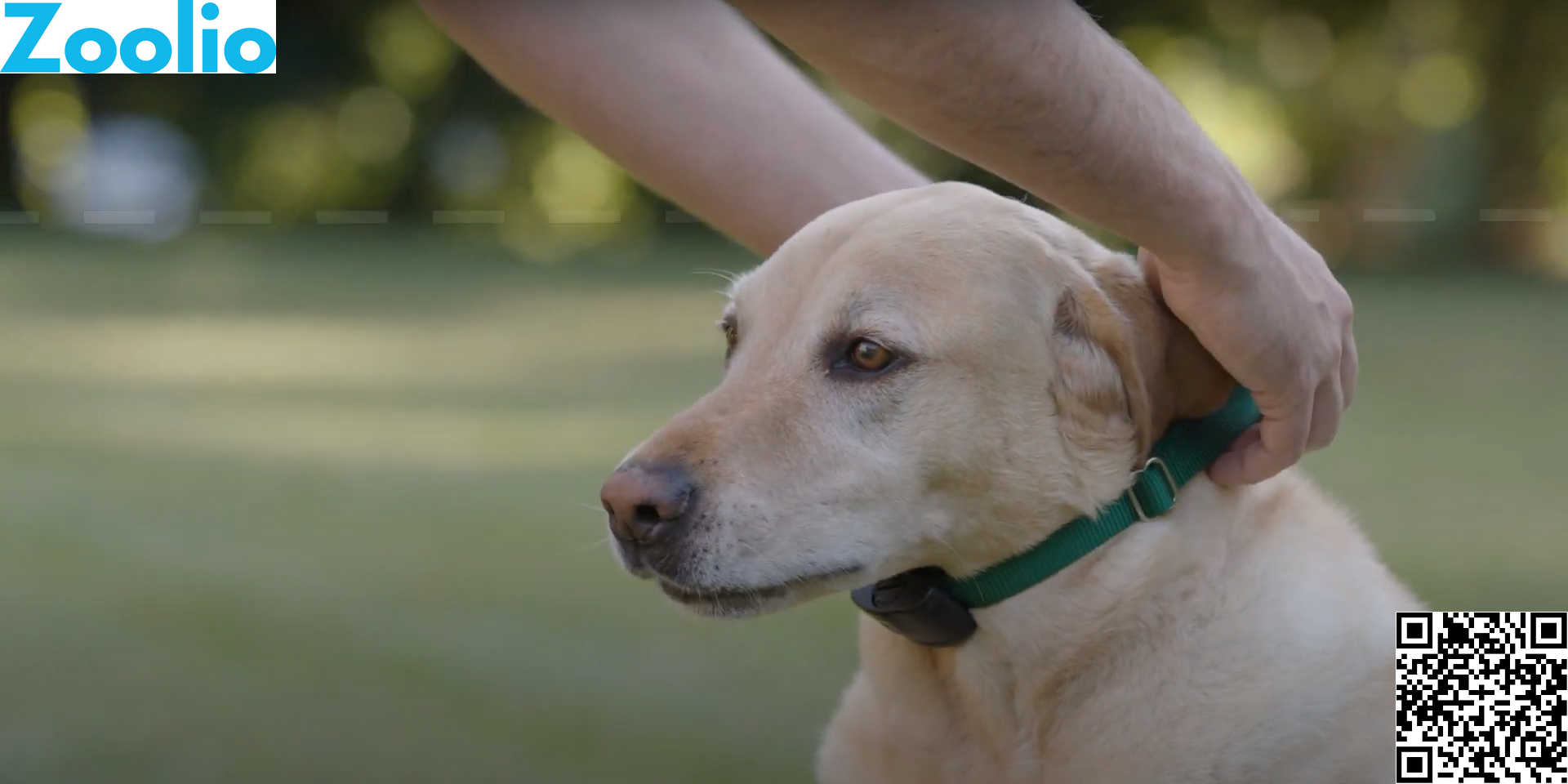 electric dog fence wireless