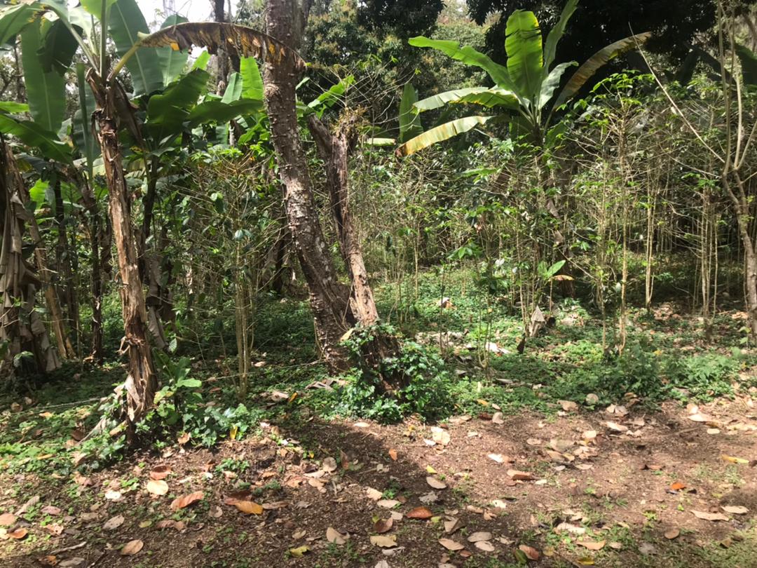 SE VENDE EN CARIPE FINCA EN ALTOS DE LA DONERA 