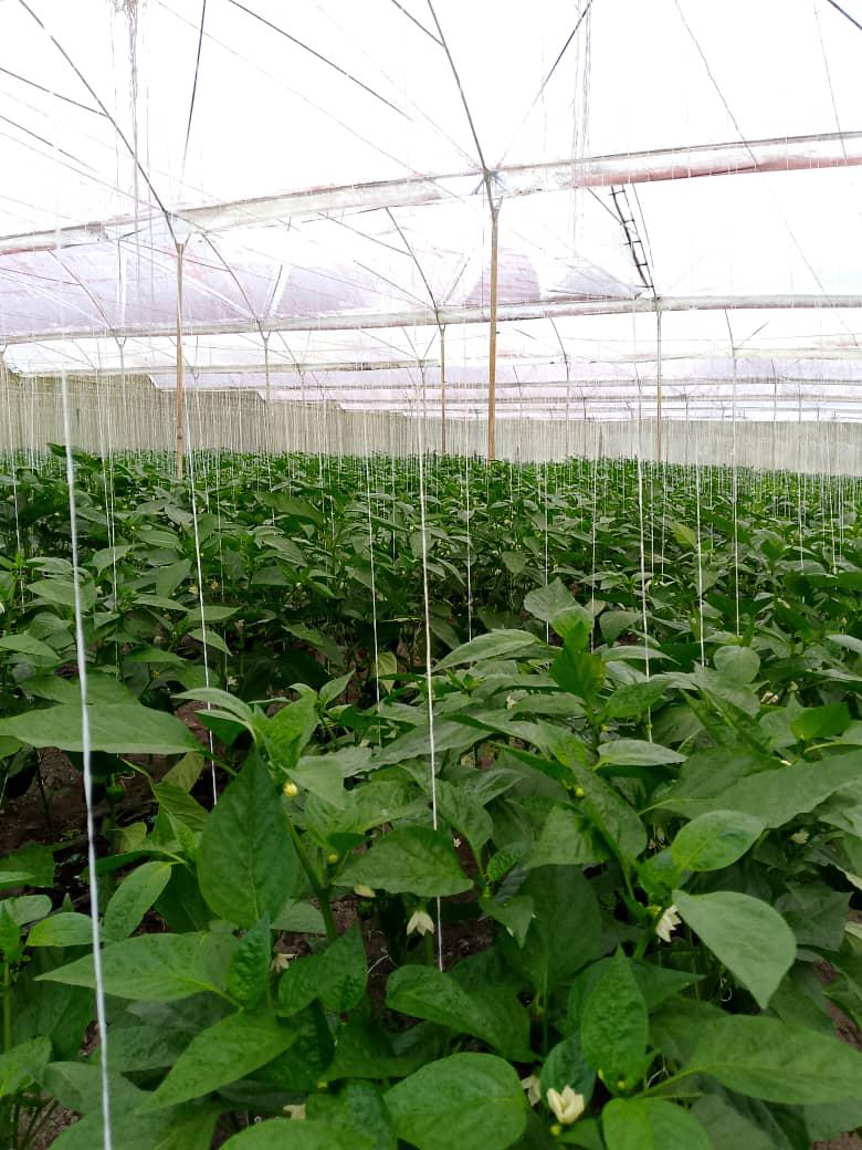SE VENDE FINCA PRODUCTIVA 