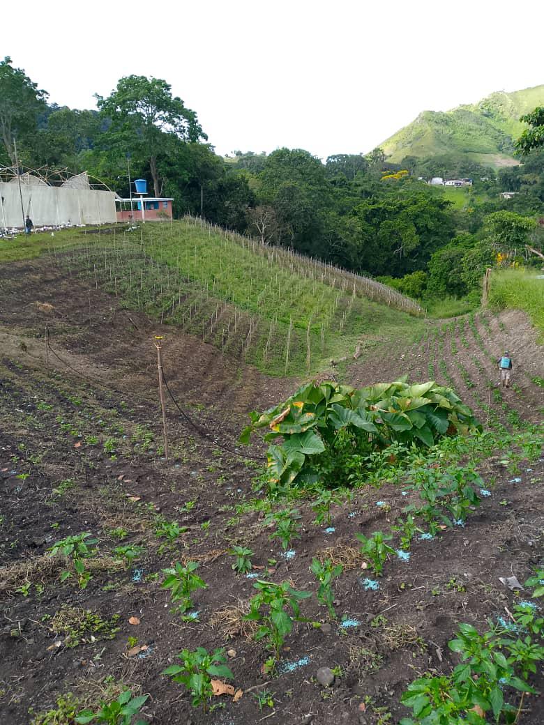 SE VENDE FINCA PRODUCTIVA 