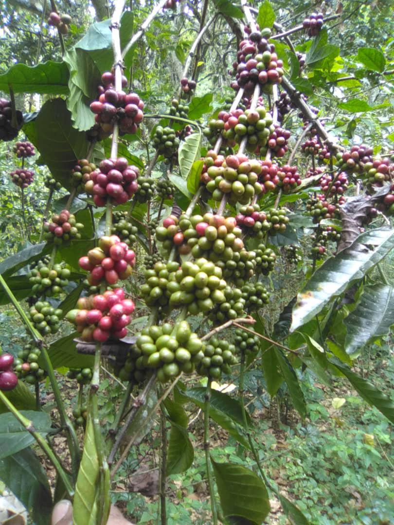SE VENDE FINCA PRODUCTIVA 