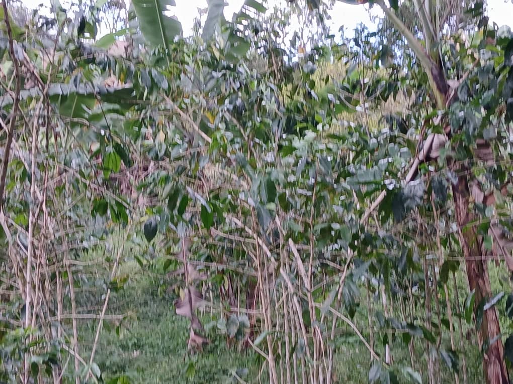 Se vende terreno en Caripe